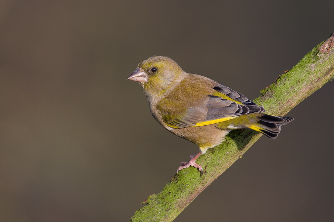 Greenfinch 1 